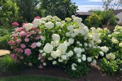 Der Garten wird grün